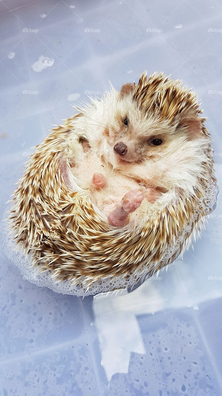 bath time for this hedgehog