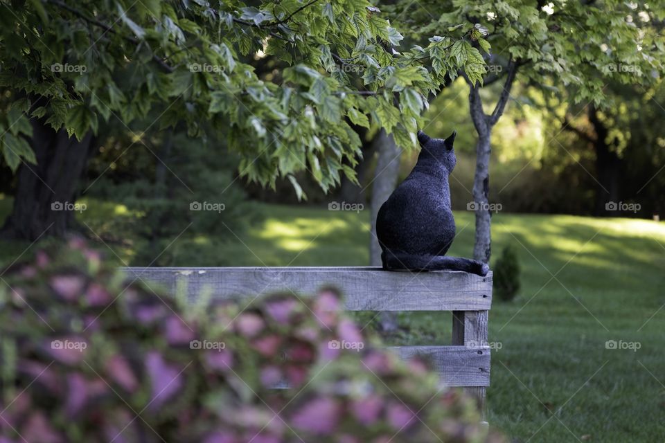 black cat sitting on the bench