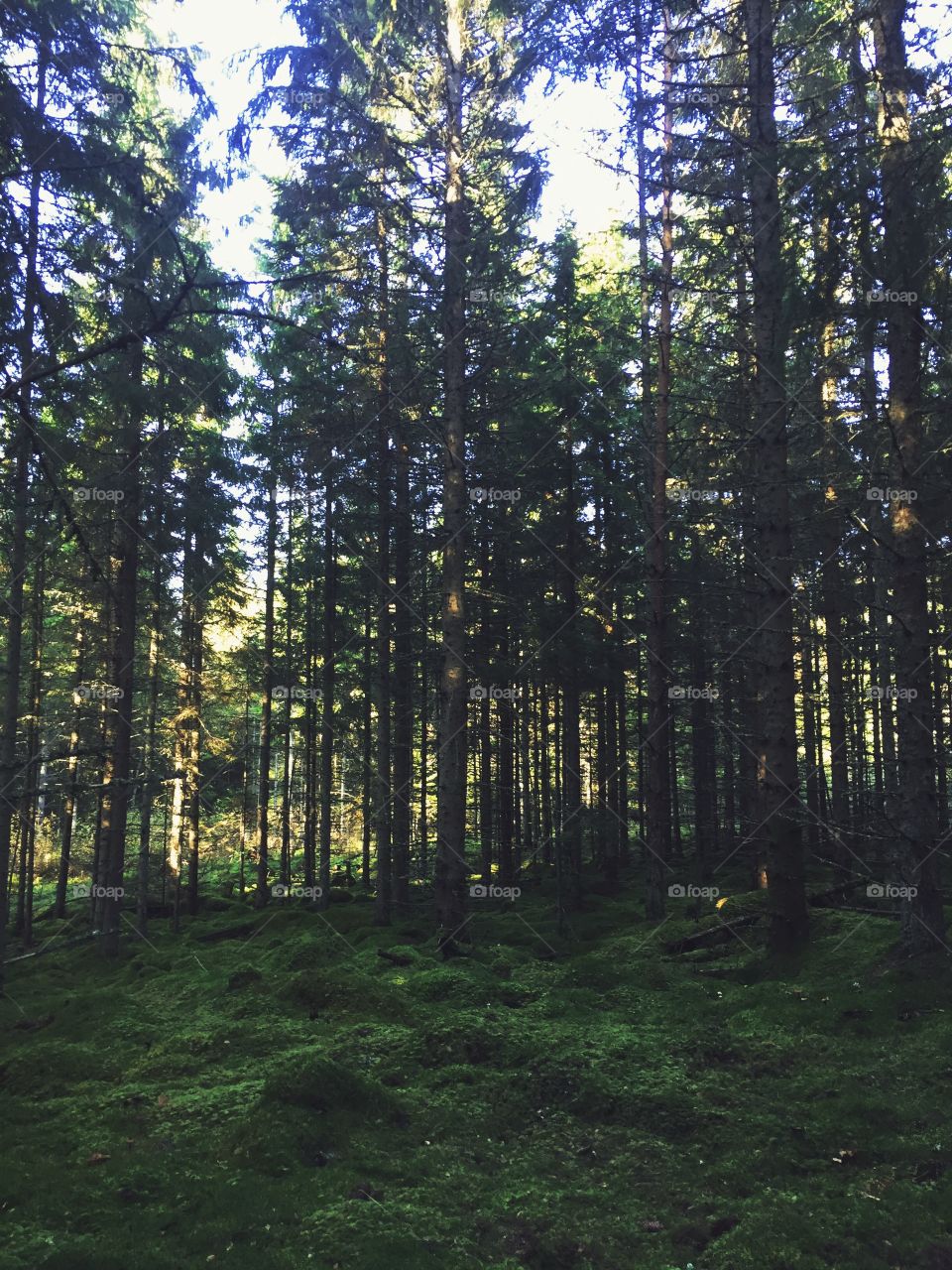 Forest