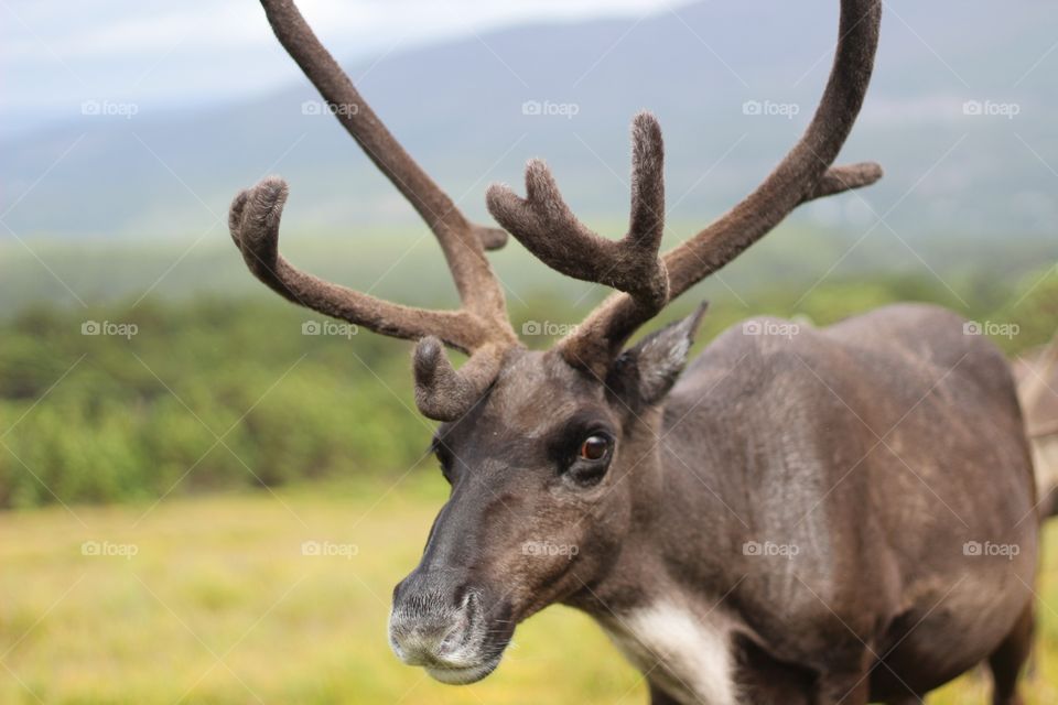 Reindeer 