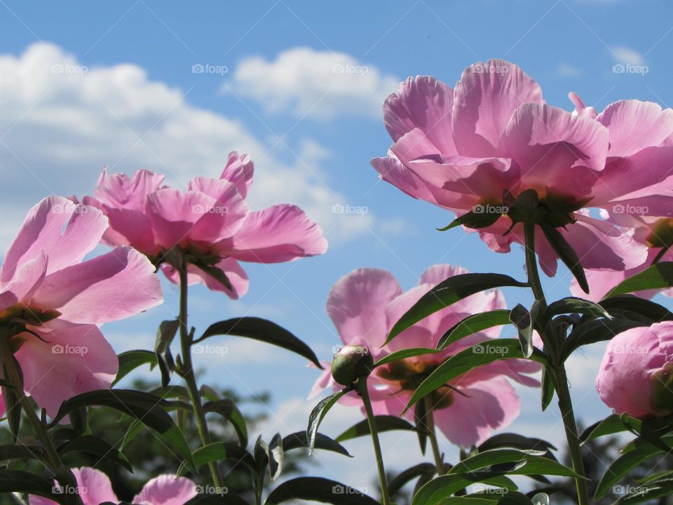 Peonies in the city garden