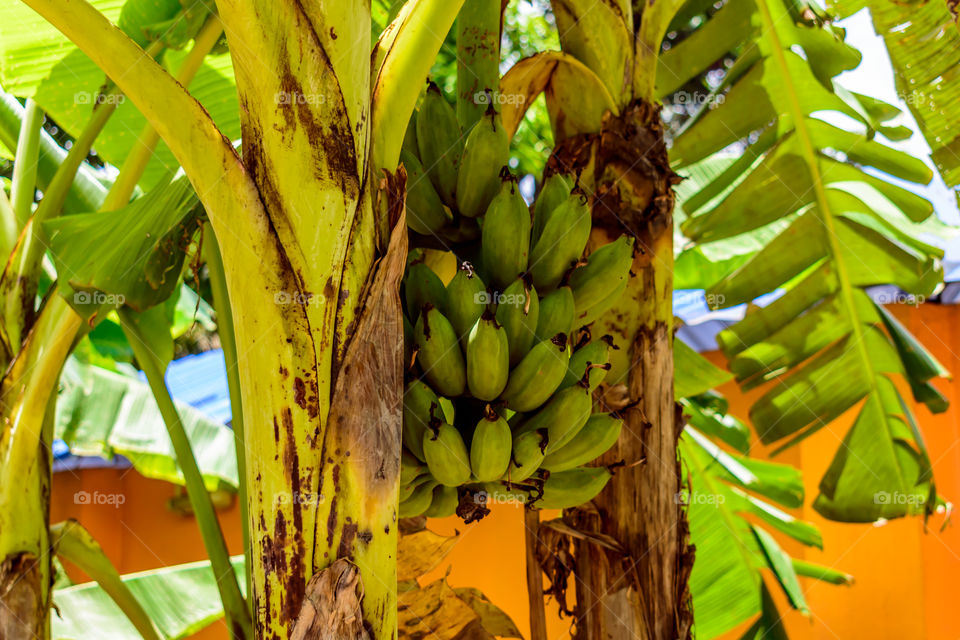 Bananas on the tree in a garden, banana and plantain plants are not woody and their apparent stem is made up of the bases of the huge leaf stalks
