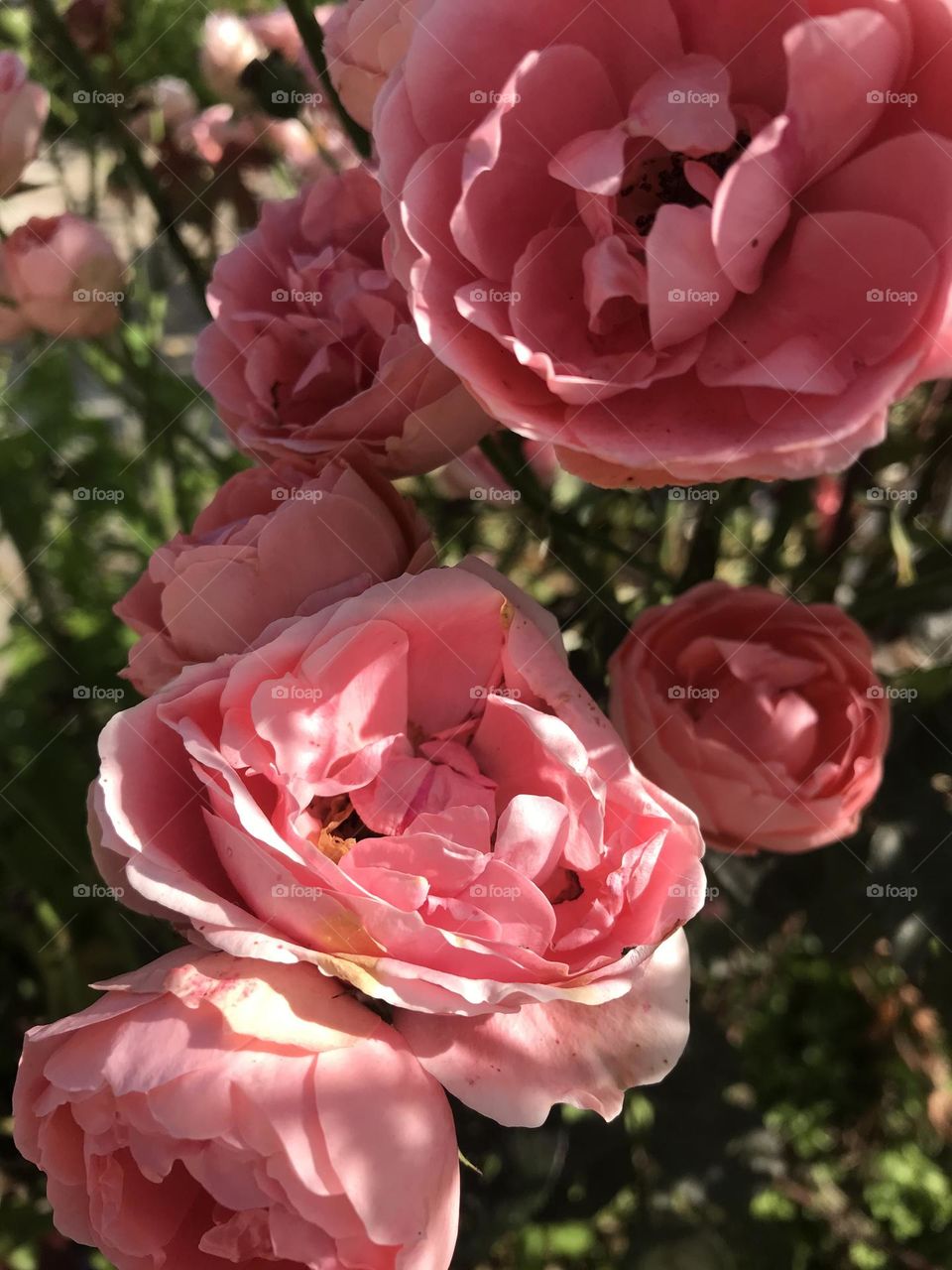 Pink rose in garden 