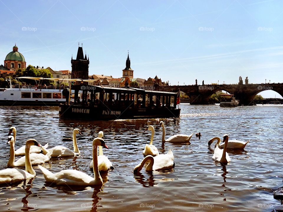 Swans in Prague. Swans on a nice day at the river in Prague.