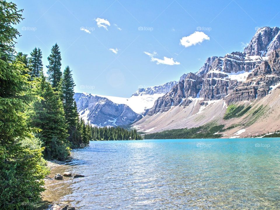 Green Trees Near Body of Water