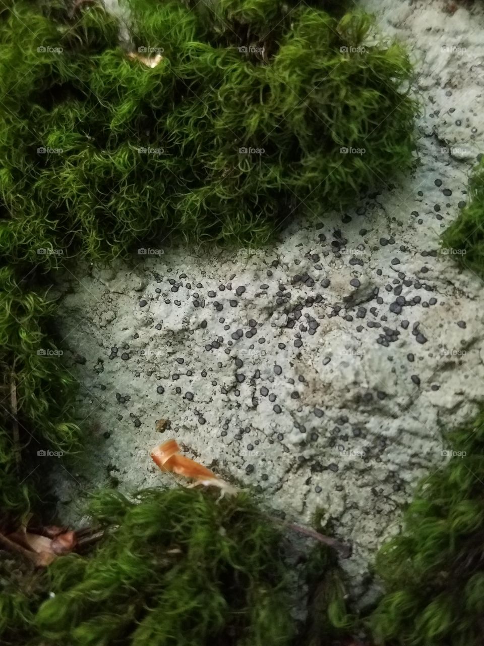 Moss on Rock