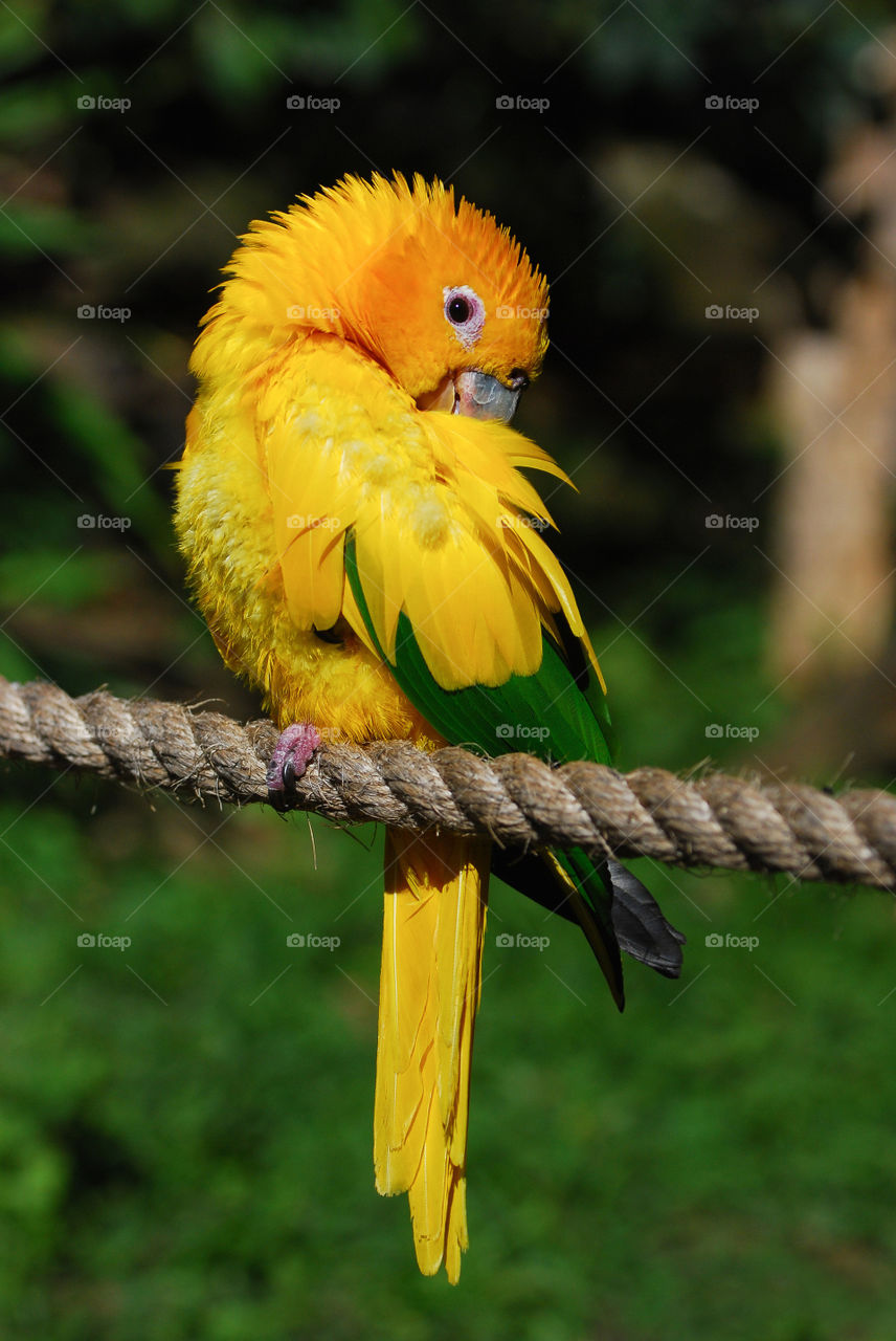 Yellow bird