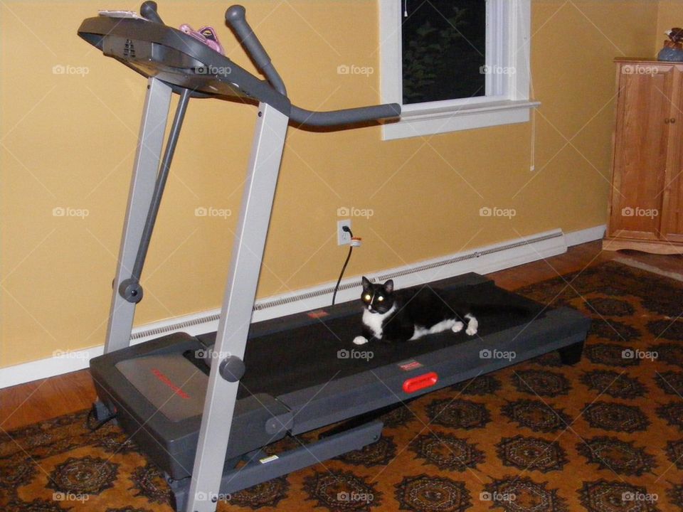 Exercise cat