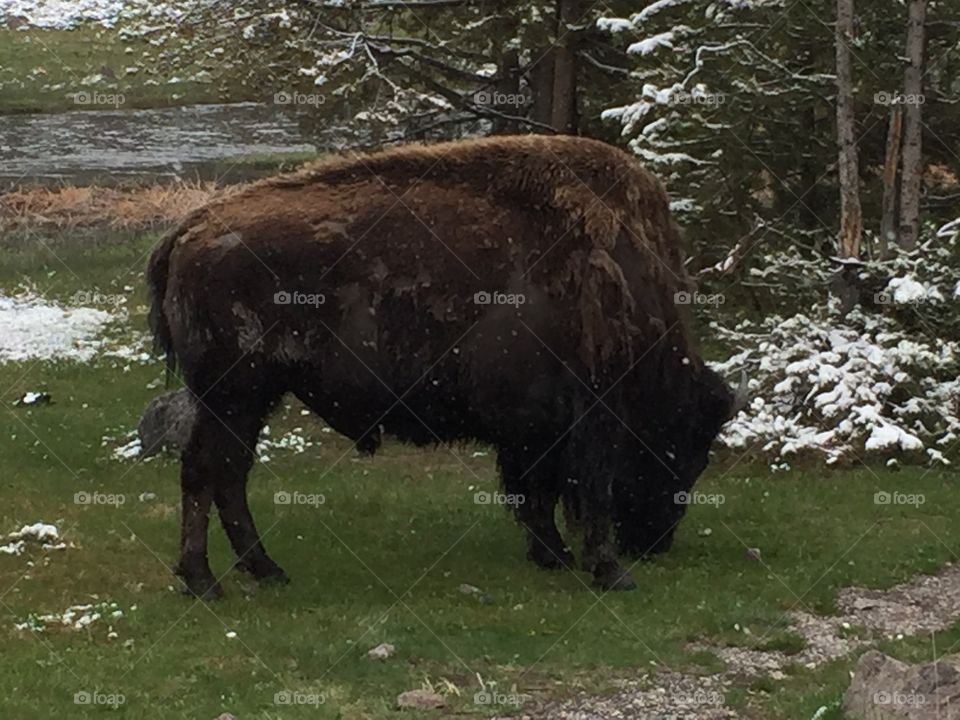 Buffalo at Yellowstone