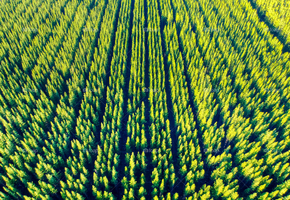 Aerial forest vertical perspective rows