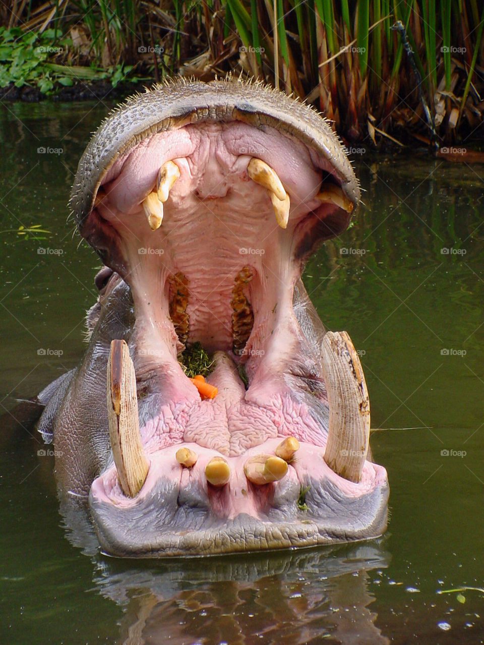 teeth zoo tooth animals by kshapley