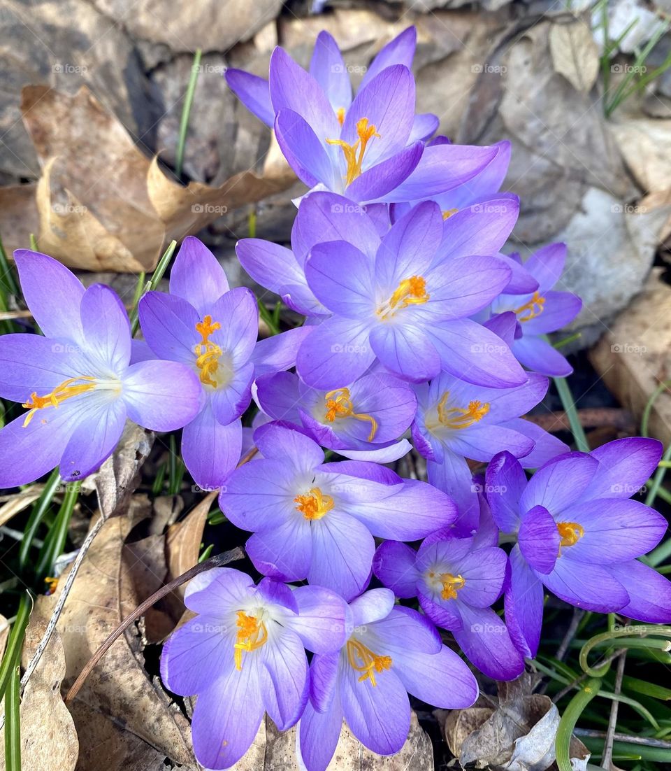 Crocuses in bloom 