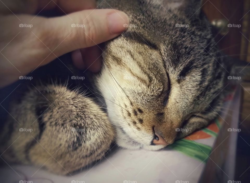 Staying in good shape a woman's hand petting a tabby cat helps keep you healthy and happy