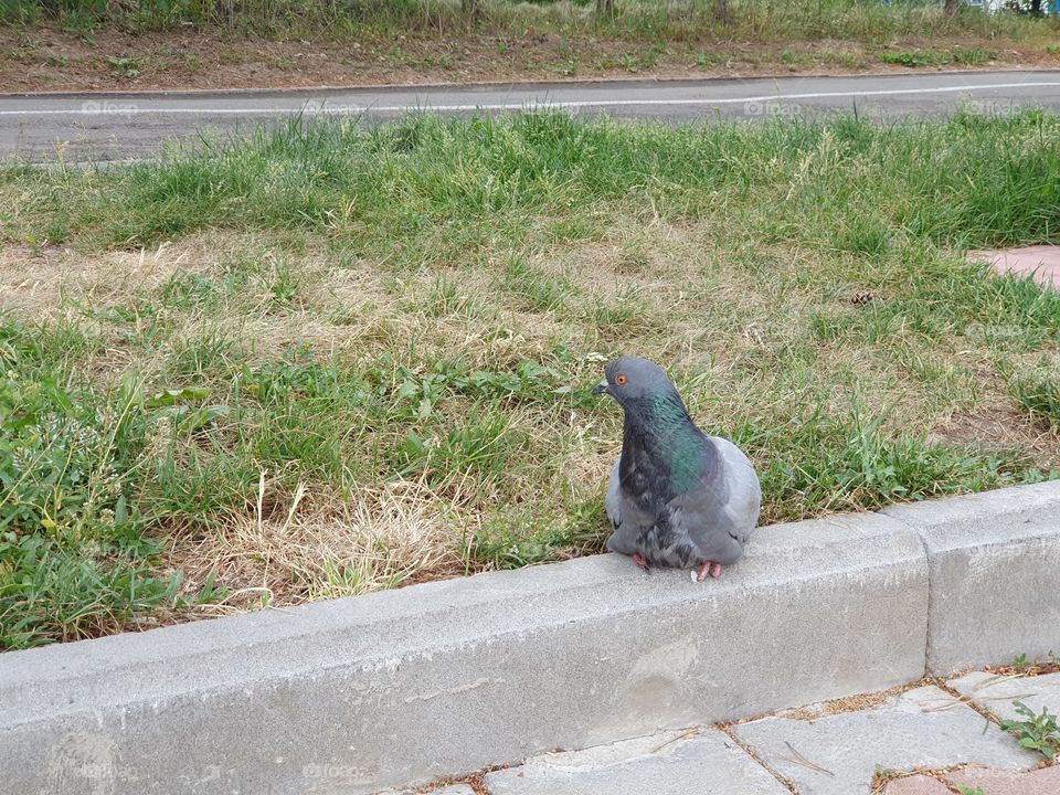 dove bird sitting near the road