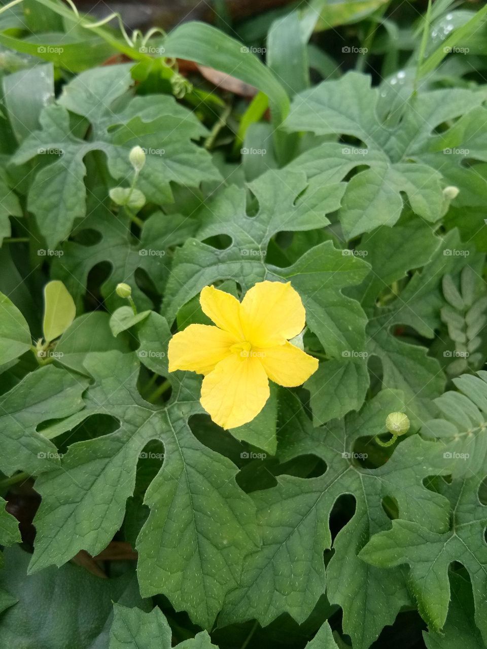 Planting yellow flower in the garden