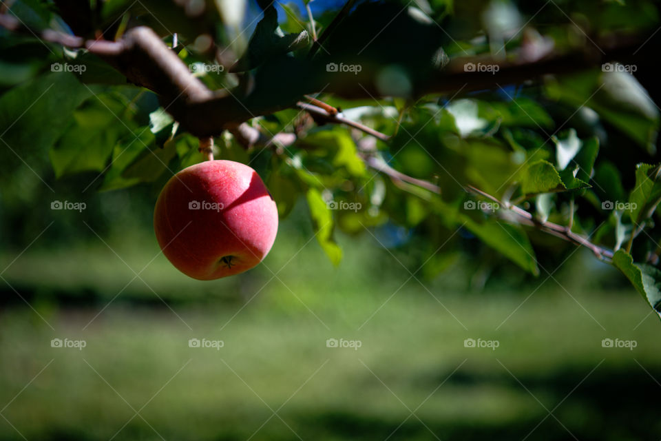 an apple, waiting to be plucked