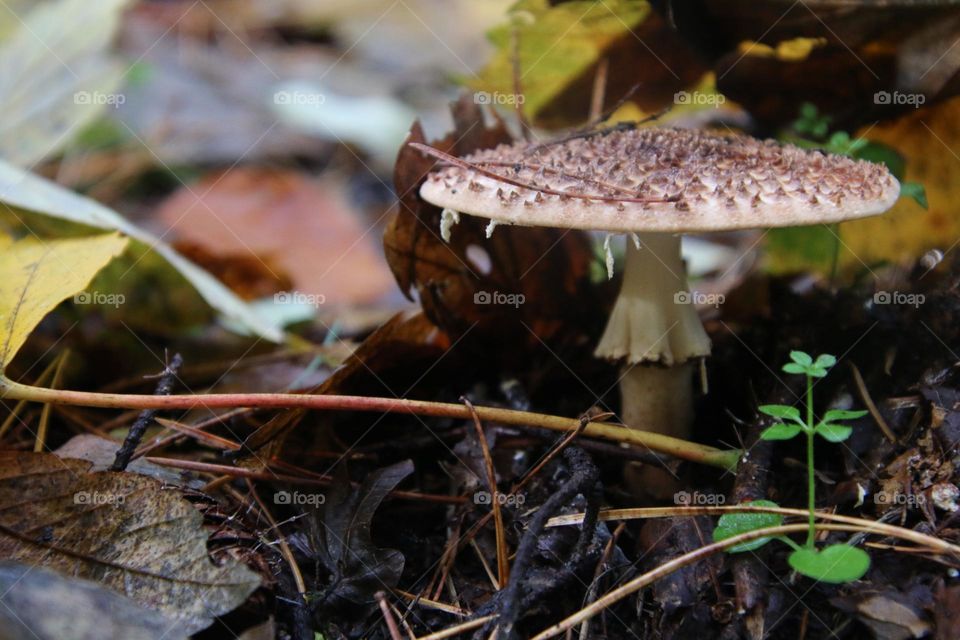 A brown fly agaric among colorful leaves, pine needles and moss