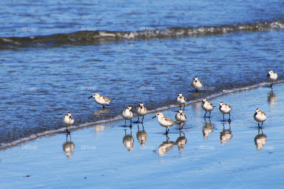 Some juvenile Sanderlings waiting at the wave edge for tasty bits to eat. Their bodies are reflected on the wet sand and in the water as they enjoy a rest & hopefully a meal! 