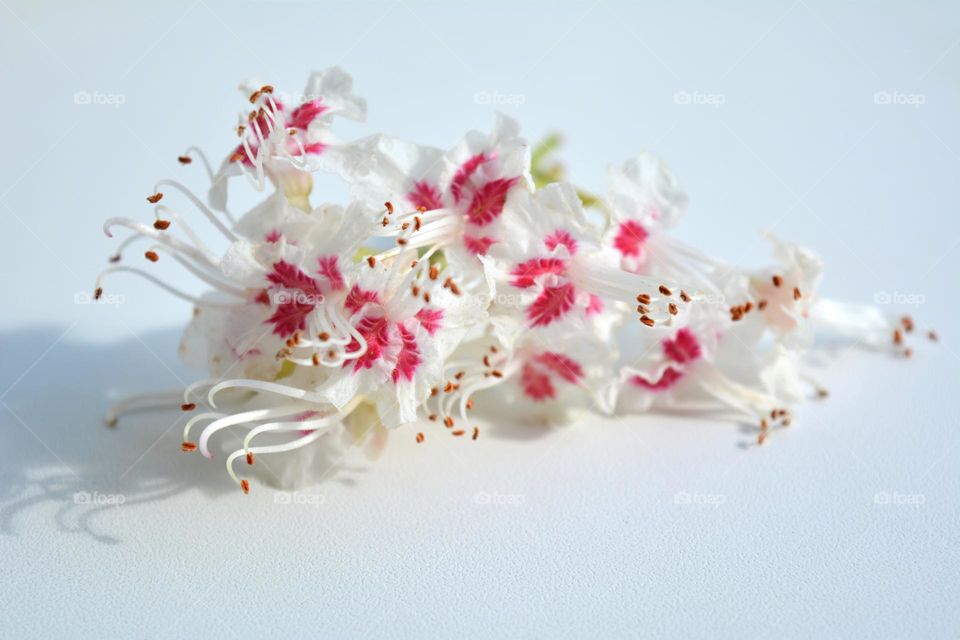 very beautiful texture spring chestnuts flowers close up white background, love 💓 spring