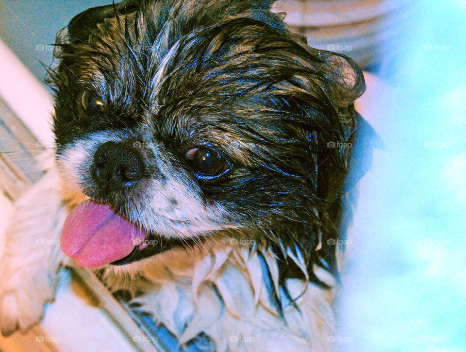 Close-up of wet pekingese dog
