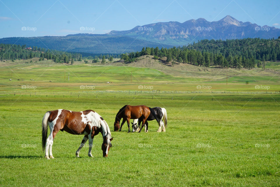 Horses with mountain background
