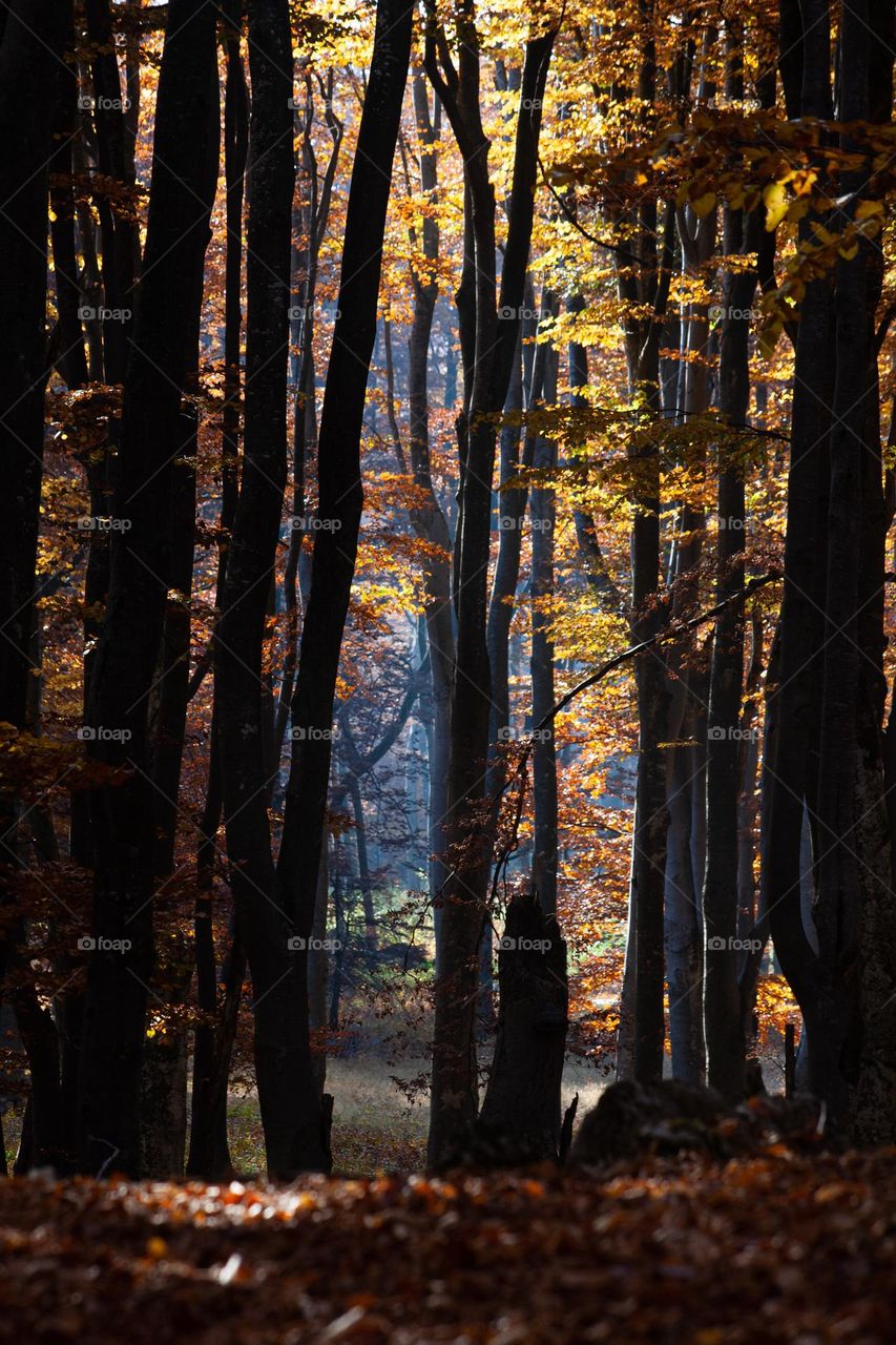 Autumn forest 