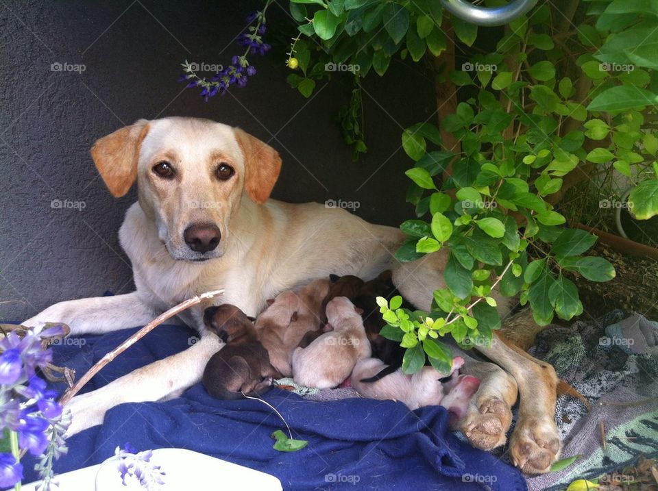 Mother and her puppies