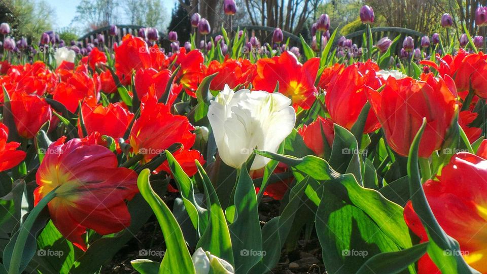 Red tulips blooming in spring