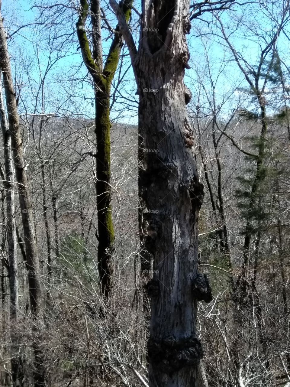 Woodland view of old and new timber in the foothills of NC.