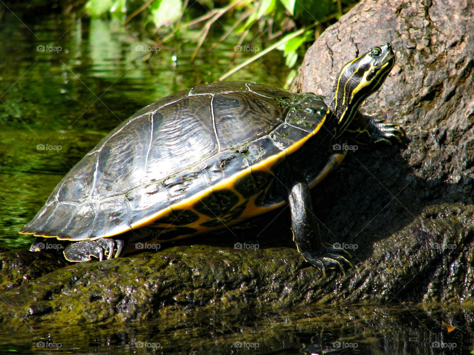 Turtle sunning