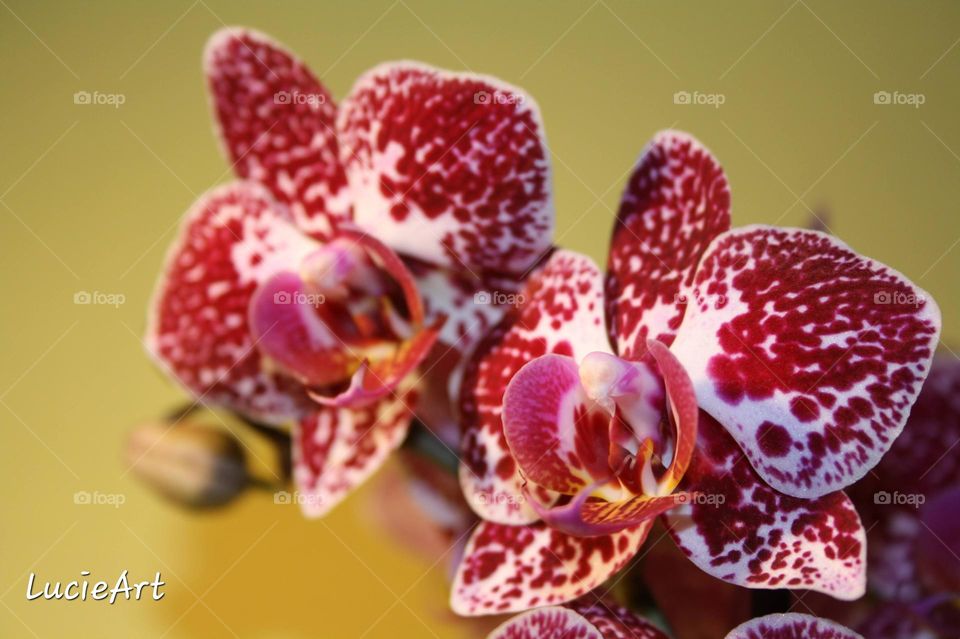 red orchid