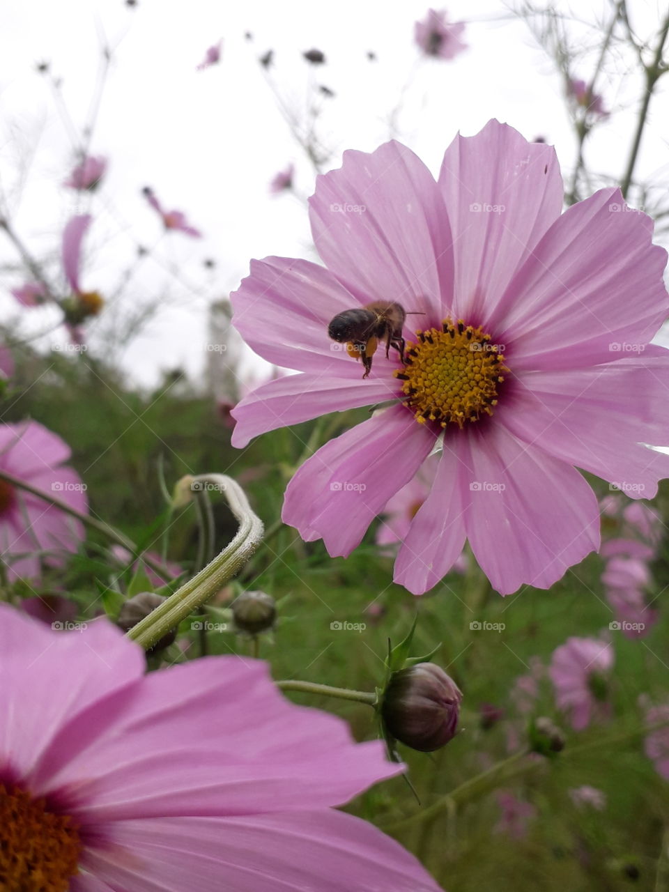 abeille arrive sur une fleur