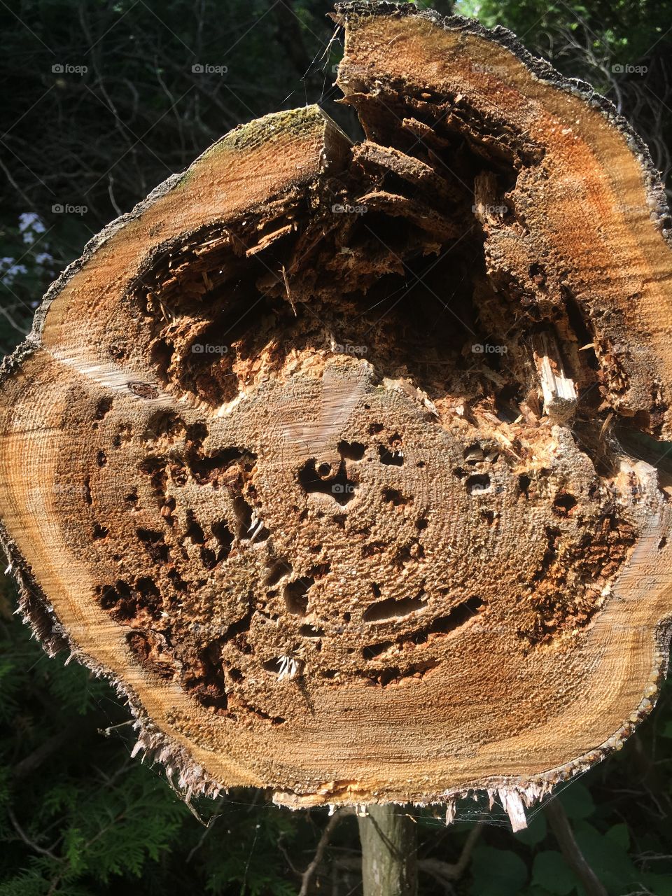 Tree Log, No Person, Wood, Tree, Nature