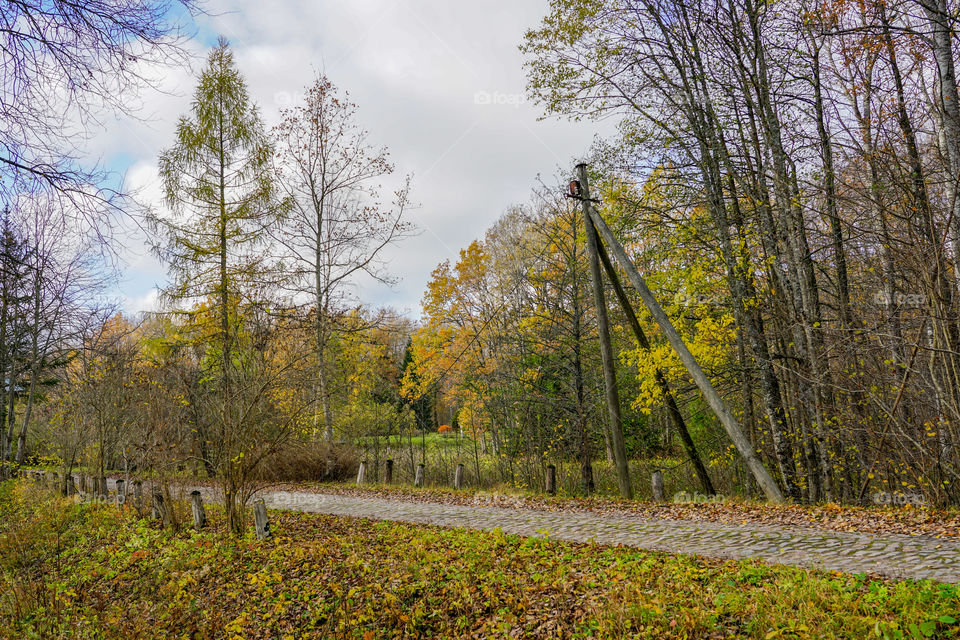 an old paved road, covered with yellow leaves in the autumn
