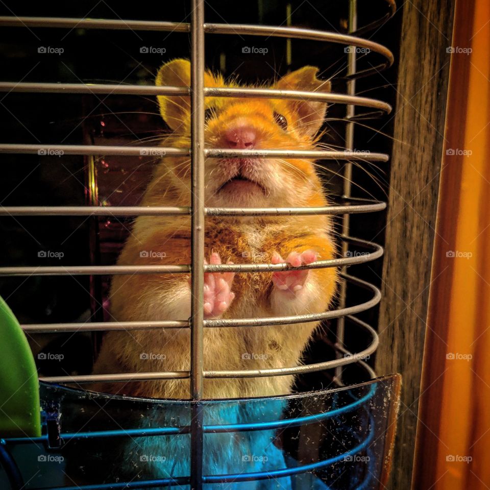 Syrian hamster begging for treats through the cage bars