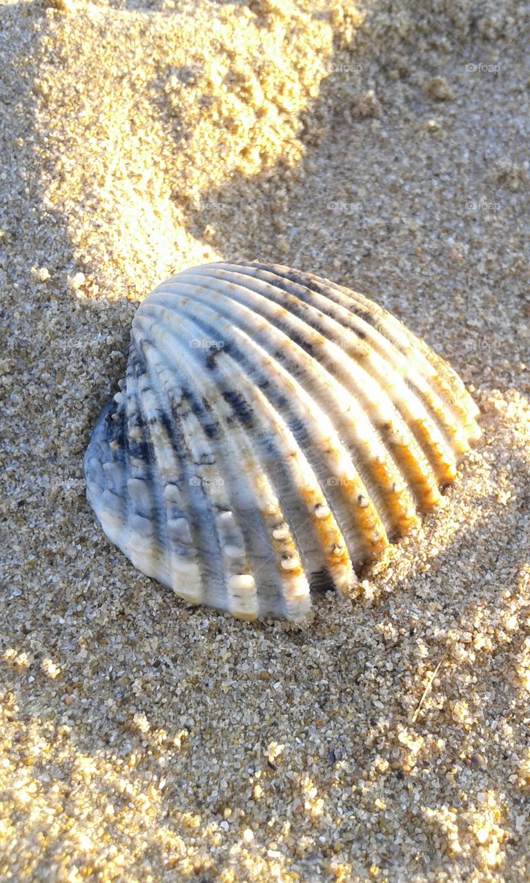 seashell