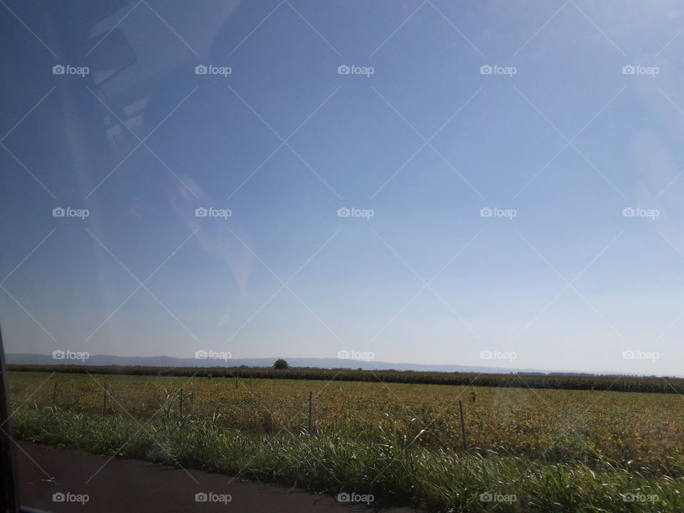 I fell in love with this beautiful and amazing clear blue sky and those yellow plants🌻