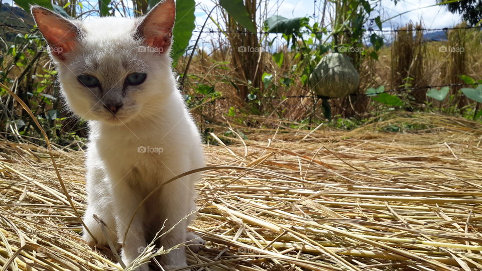 today i am going to take a picture with my cute cat in a farm,rice field.location,tambunan sabah (north borneo)