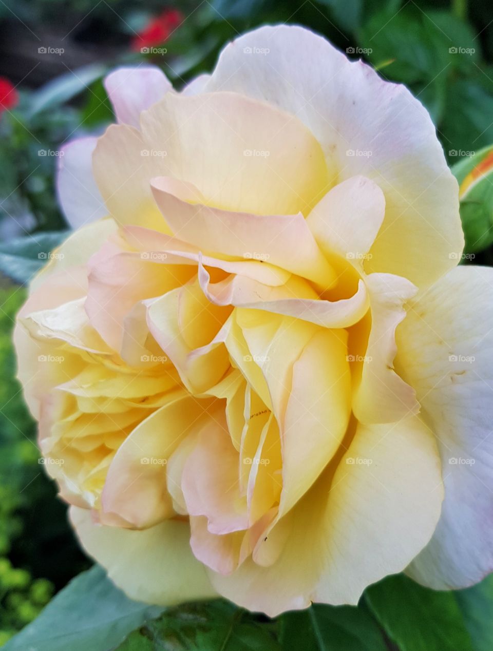 yellow rose