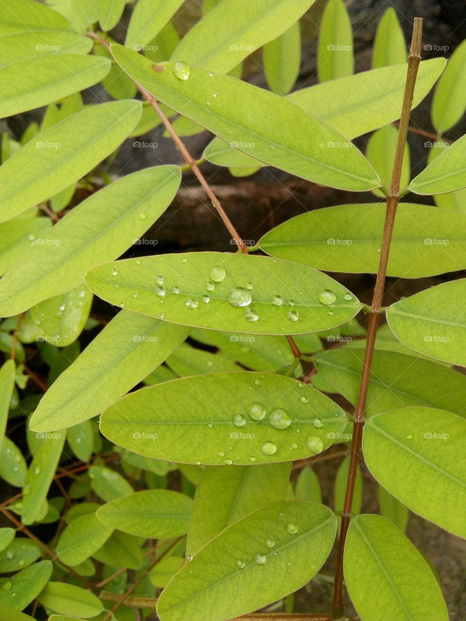 water drops dancing on green leaves