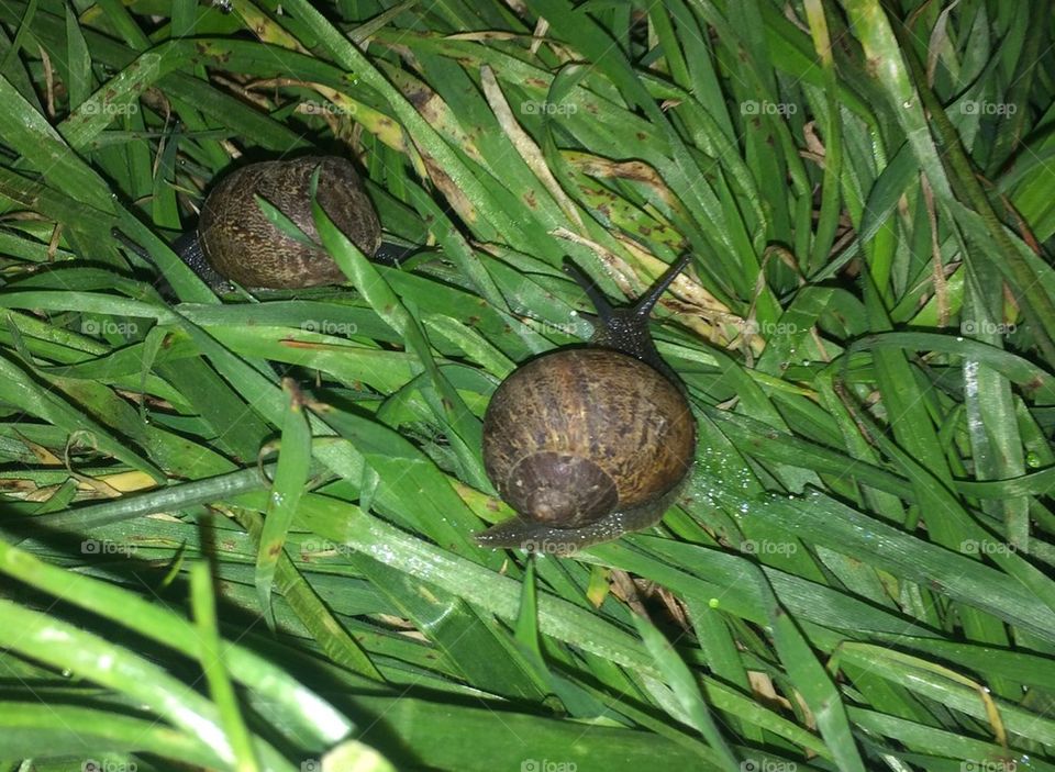 Snails at night
