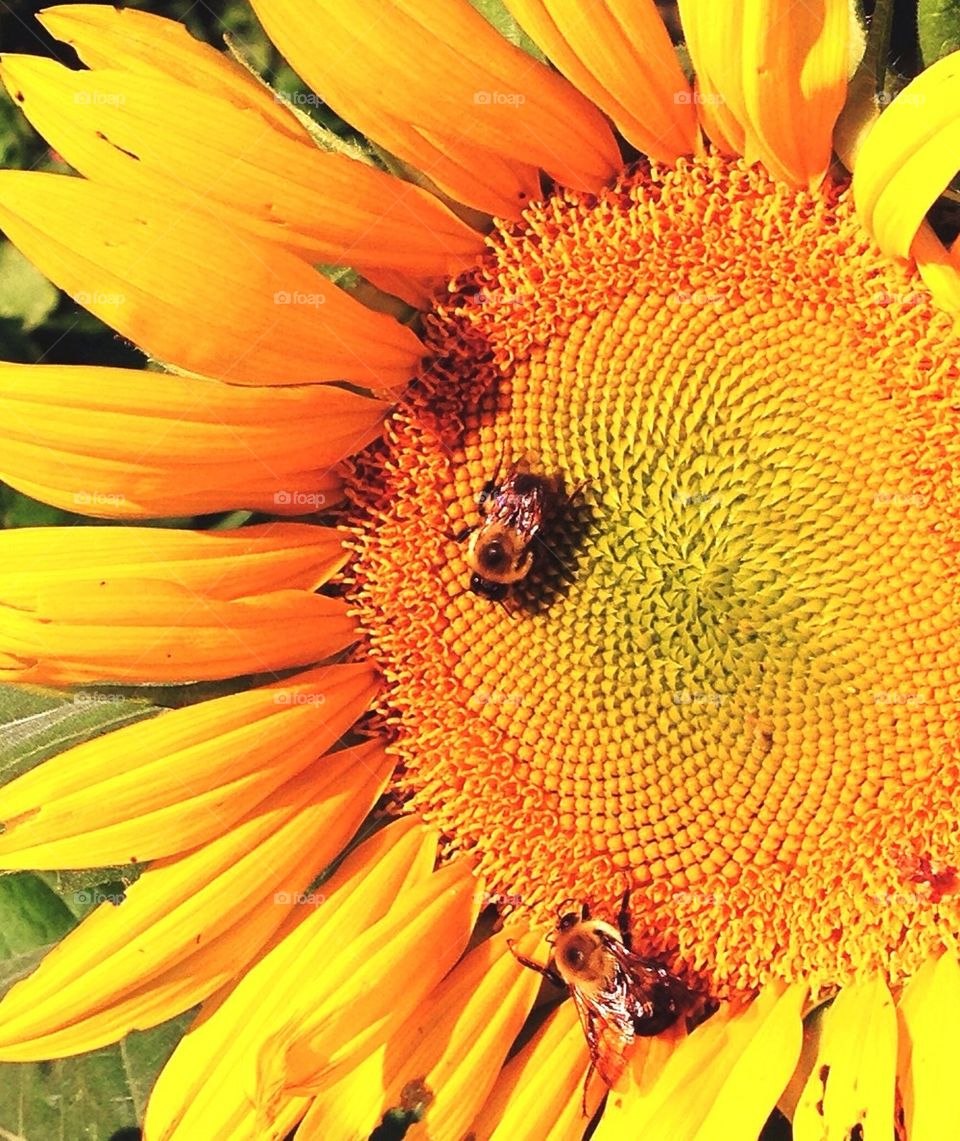 sunflower close up