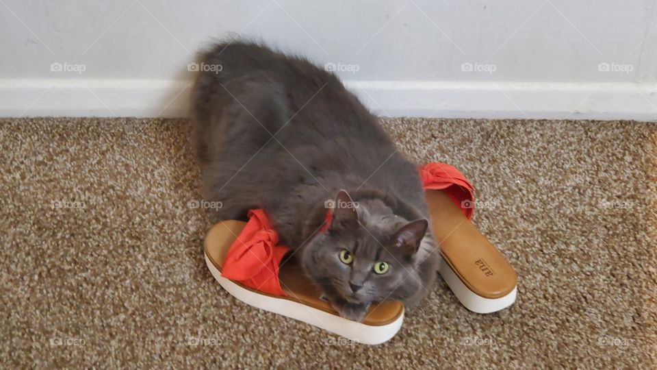 cute and curious cat