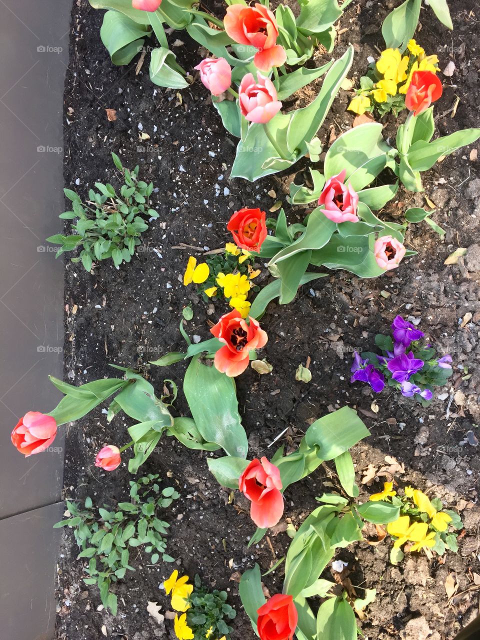 Spring flowers 