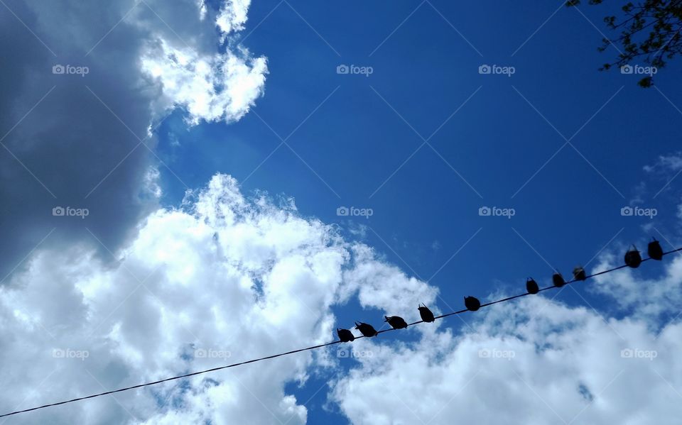 birds on the wire