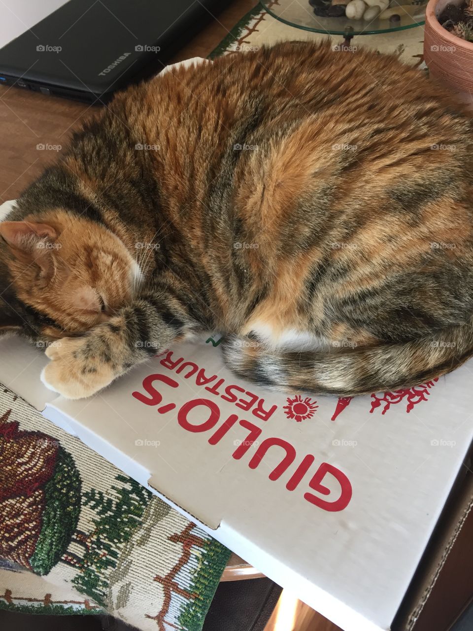 When you’re never allowed to throw your pizza boxes away before Ms. Kitty naps on it. She must love pizza🤷🏻‍♀️