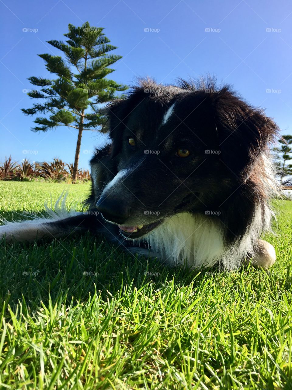 Border collie laying down on grass looking intently