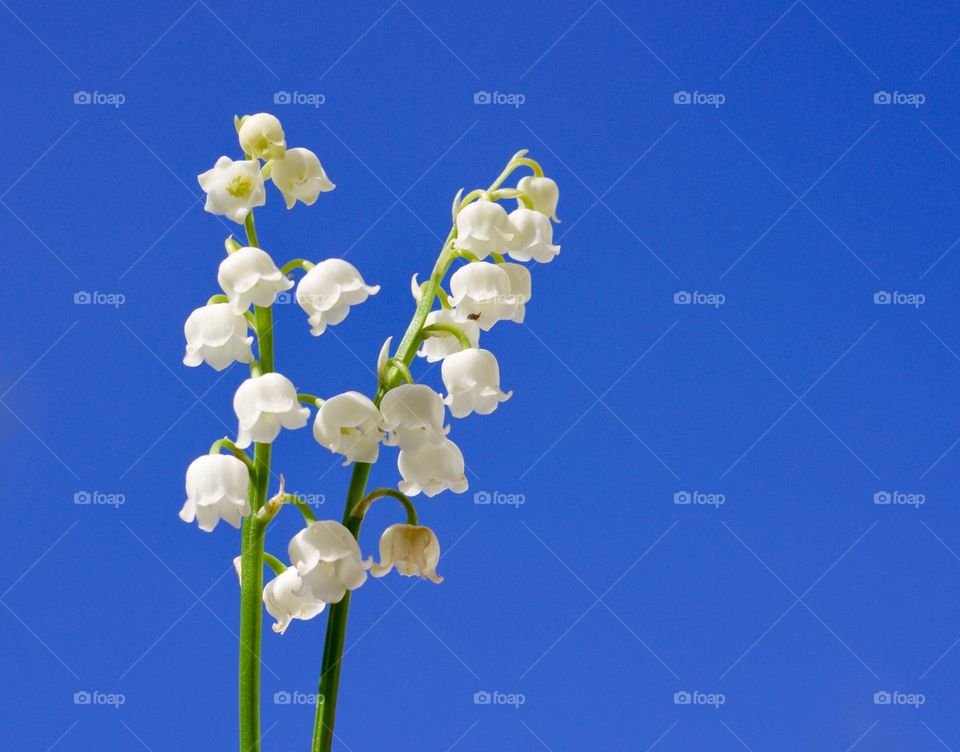 Minimalistic Snaps - lily of the valley against a clear sky