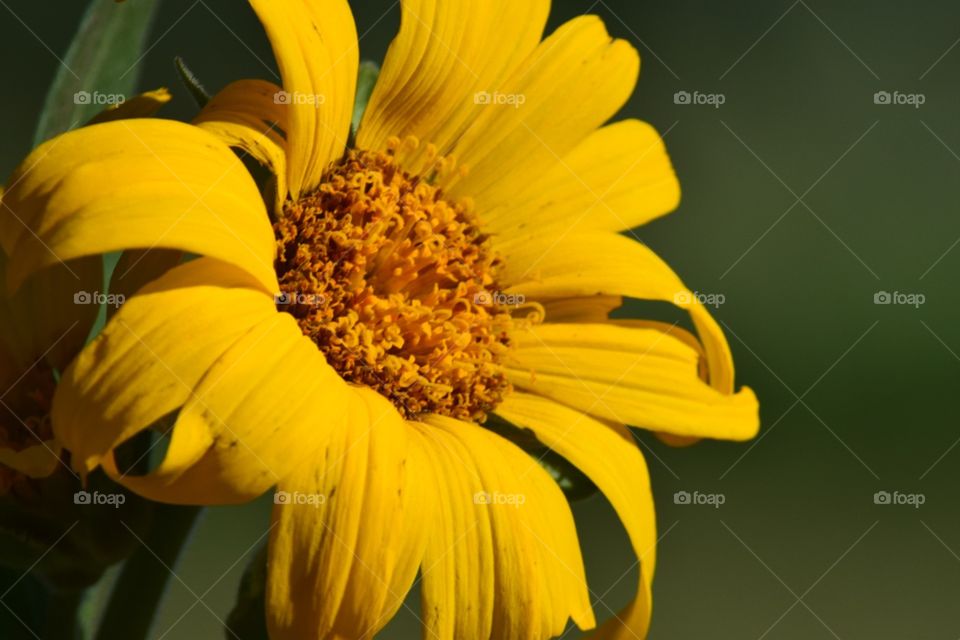 Yellow sunflower