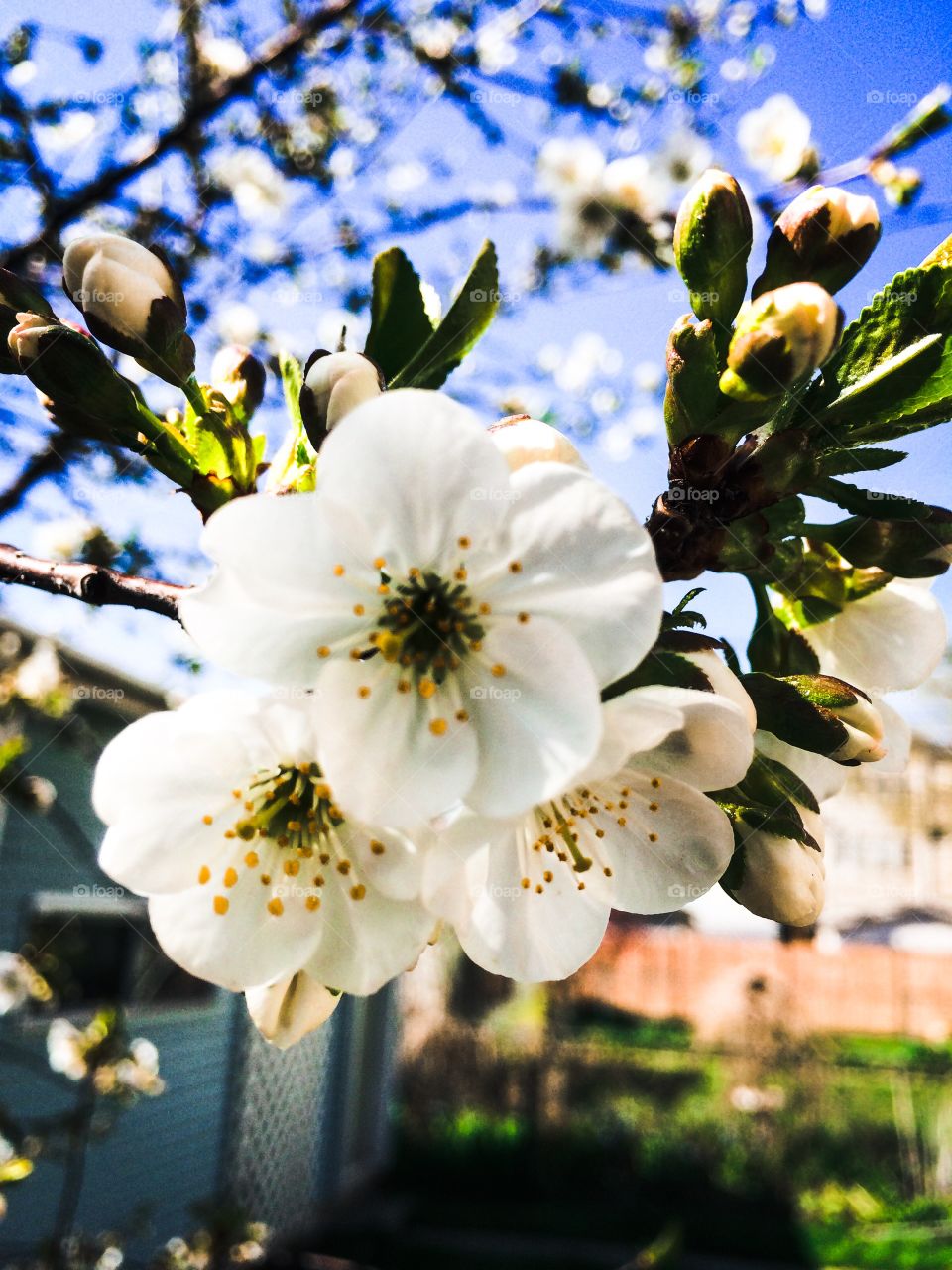 Cherry blossoms . A sure sign of spring is the cherry blossoms in bloom. 